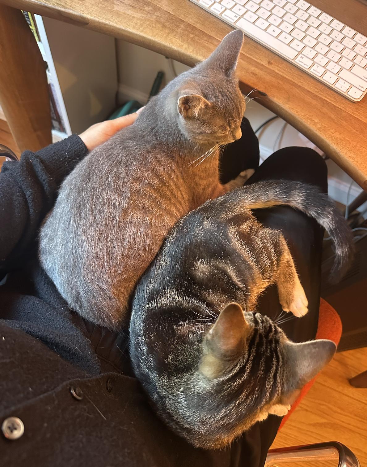 Arthur & Totter, a Adoptable Domestic Short Hair in Brooklyn, NY image 6/6