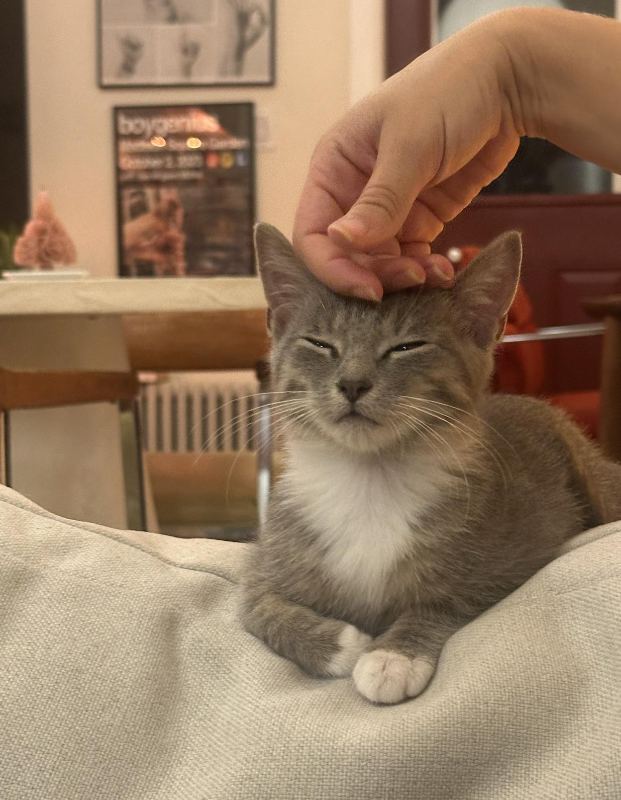 Arthur & Totter, a Adoptable Domestic Short Hair in Brooklyn, NY image 3/6