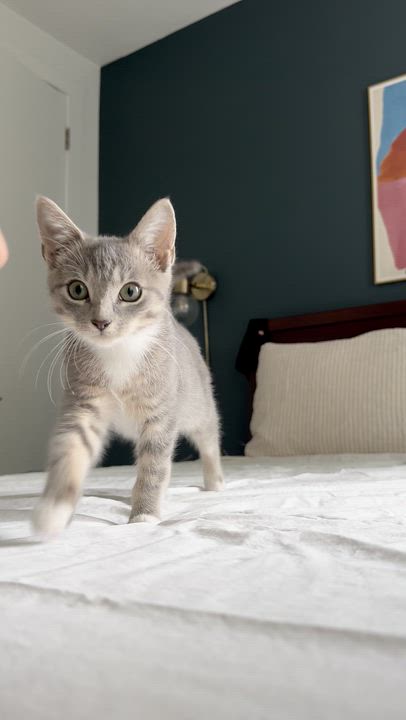 Enlarge Arthur & Totter, a Adoptable Domestic Short Hair in Brooklyn, NY video 5/6