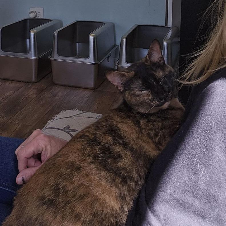 Atraya, adoptable, Adult Female Tortoiseshell & Domestic Short Hair.