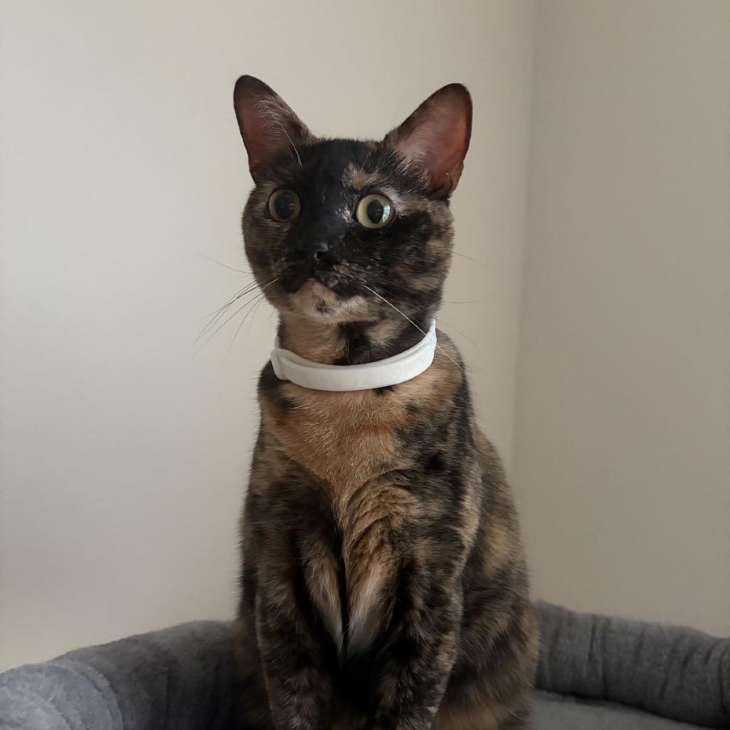 Enlarge Atraya, a Adoptable mixed breed in Ocala, FL image 6/6