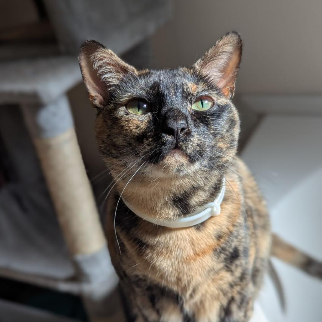 Enlarge Atraya, a Adoptable mixed breed in Ocala, FL image 2/6