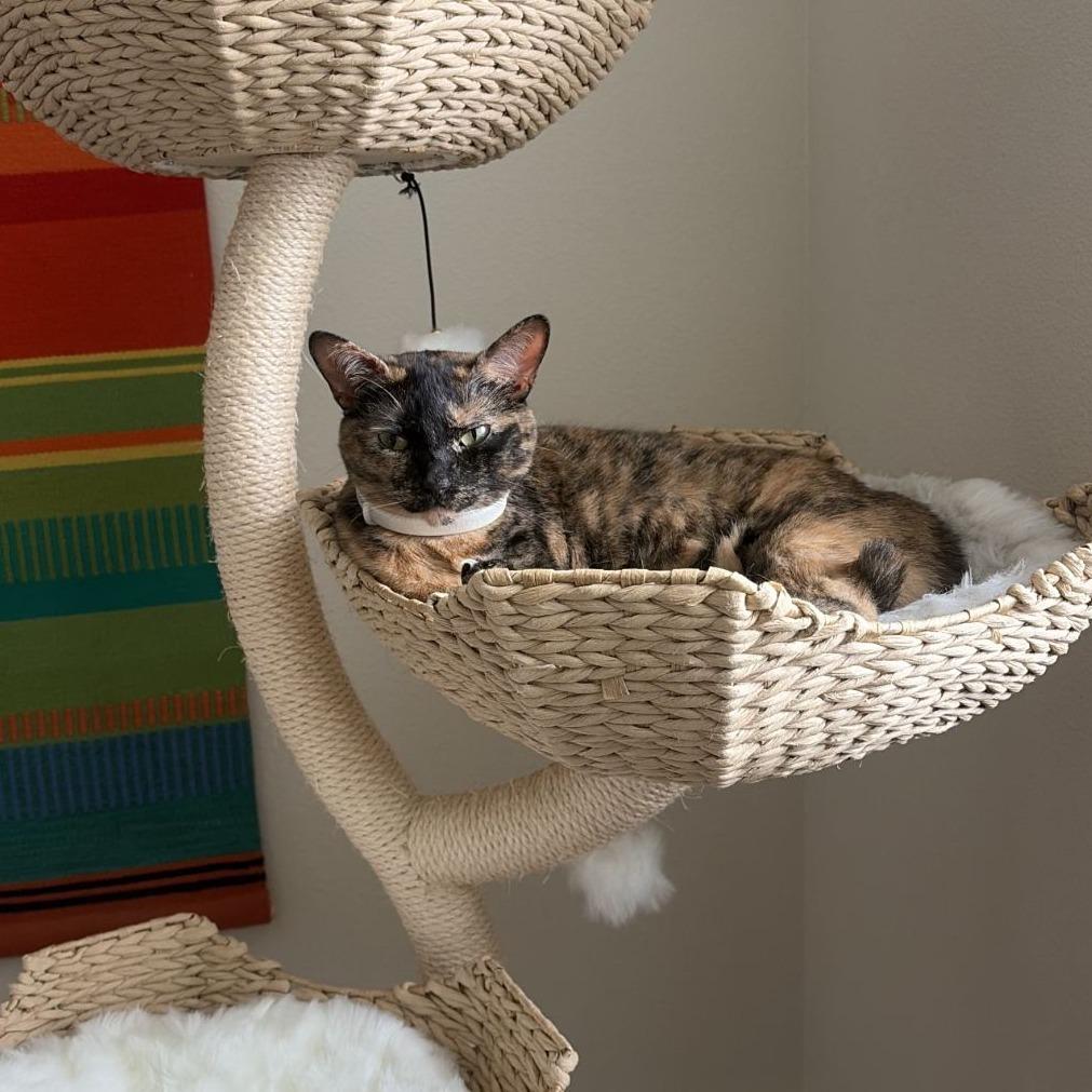 Enlarge Atraya, a Adoptable mixed breed in Ocala, FL image 3/6