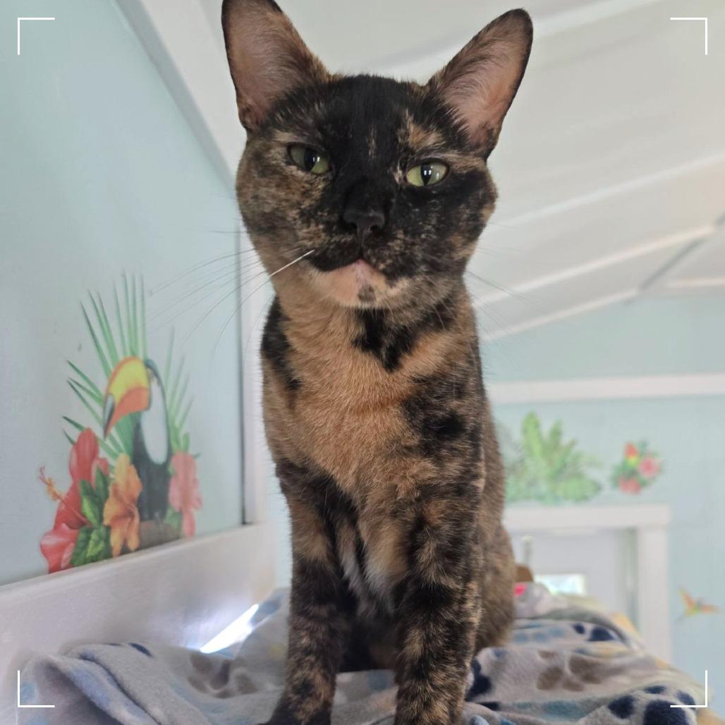Atraya, adoptable, Adult Female Tortoiseshell & Domestic Short Hair.