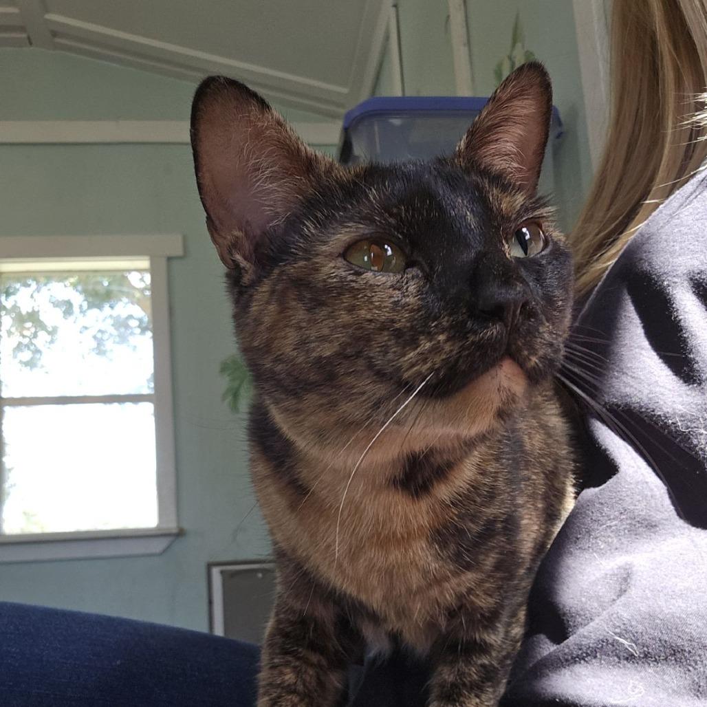 Enlarge Atraya, an adoptable mixed breed in Ocala, FL image 3/4