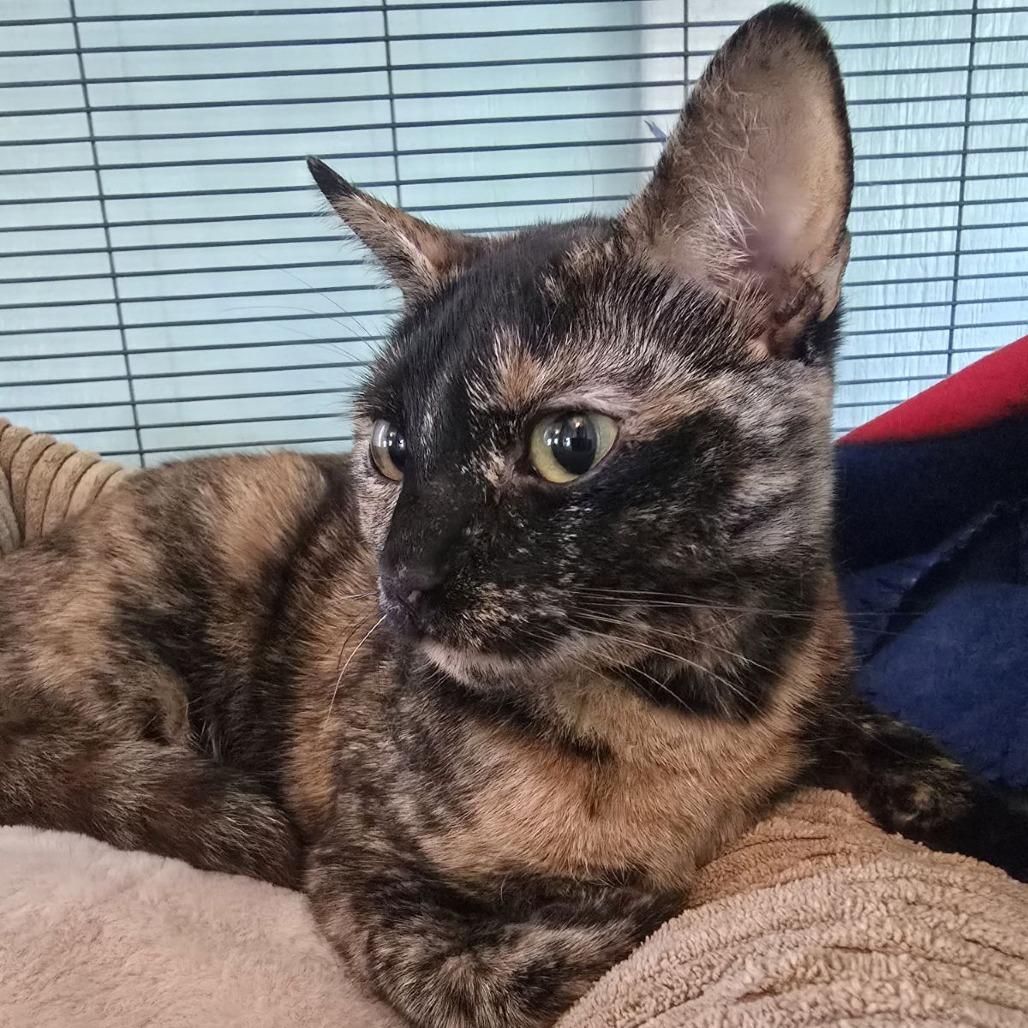 Enlarge Atraya, an adoptable mixed breed in Ocala, FL image 4/4