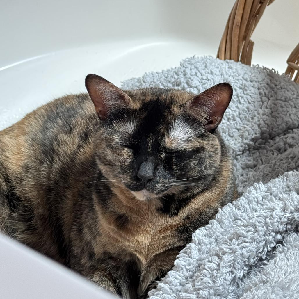 Enlarge Atraya, a Adoptable mixed breed in Ocala, FL image 5/6