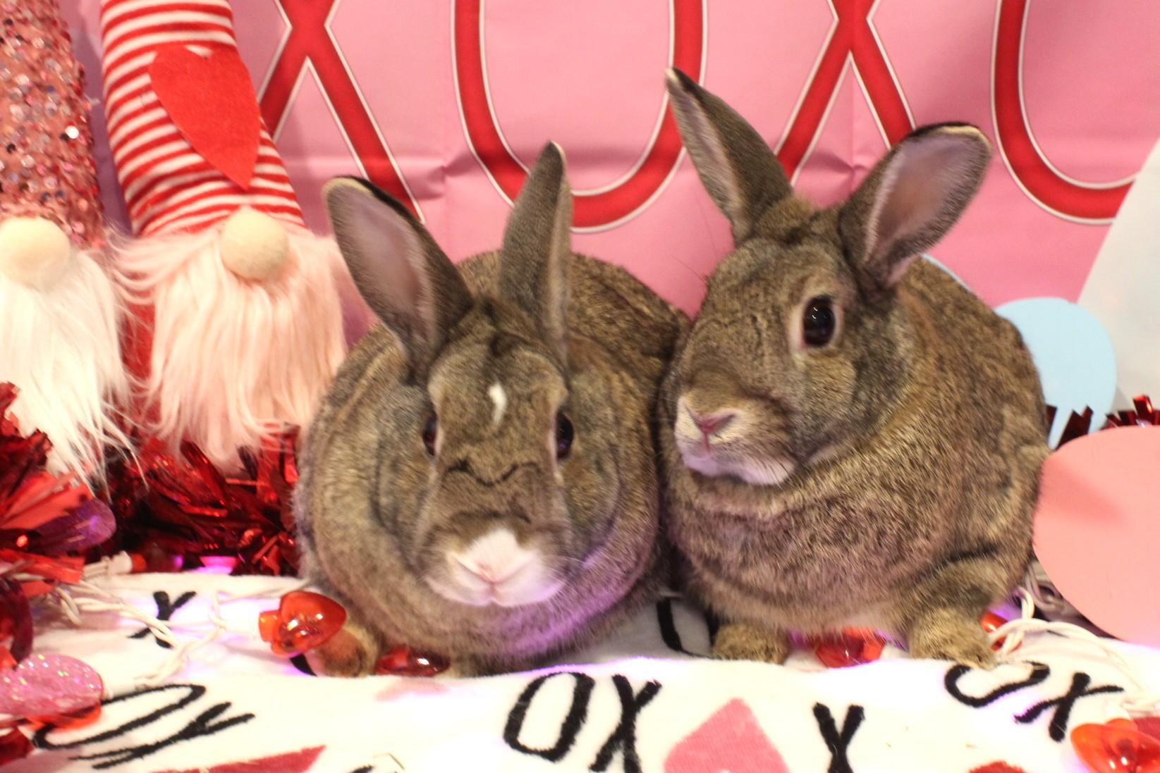 Blaze & Birdie photo 2