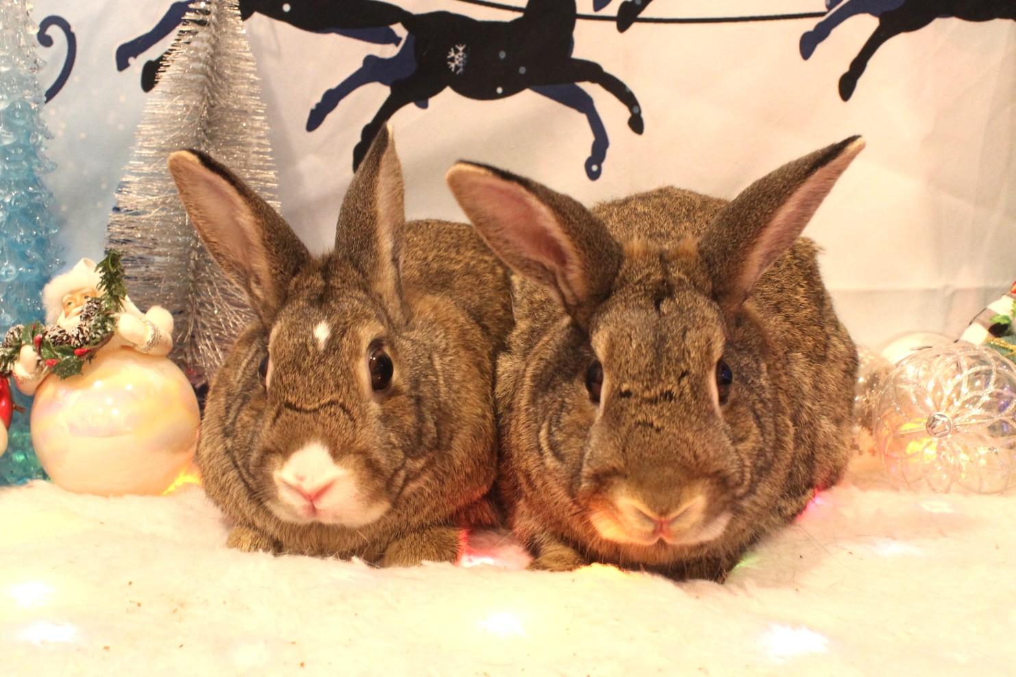 Enlarge Blaze & Birdie, a Adoptable American in Hillside, NJ image 2/3