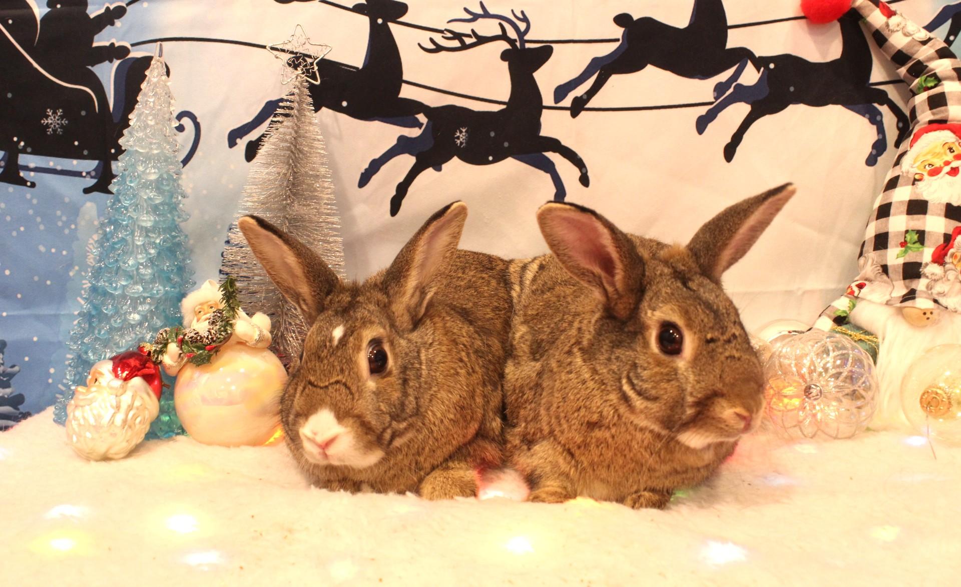 Enlarge Blaze & Birdie, a Adoptable American in Hillside, NJ image 3/3