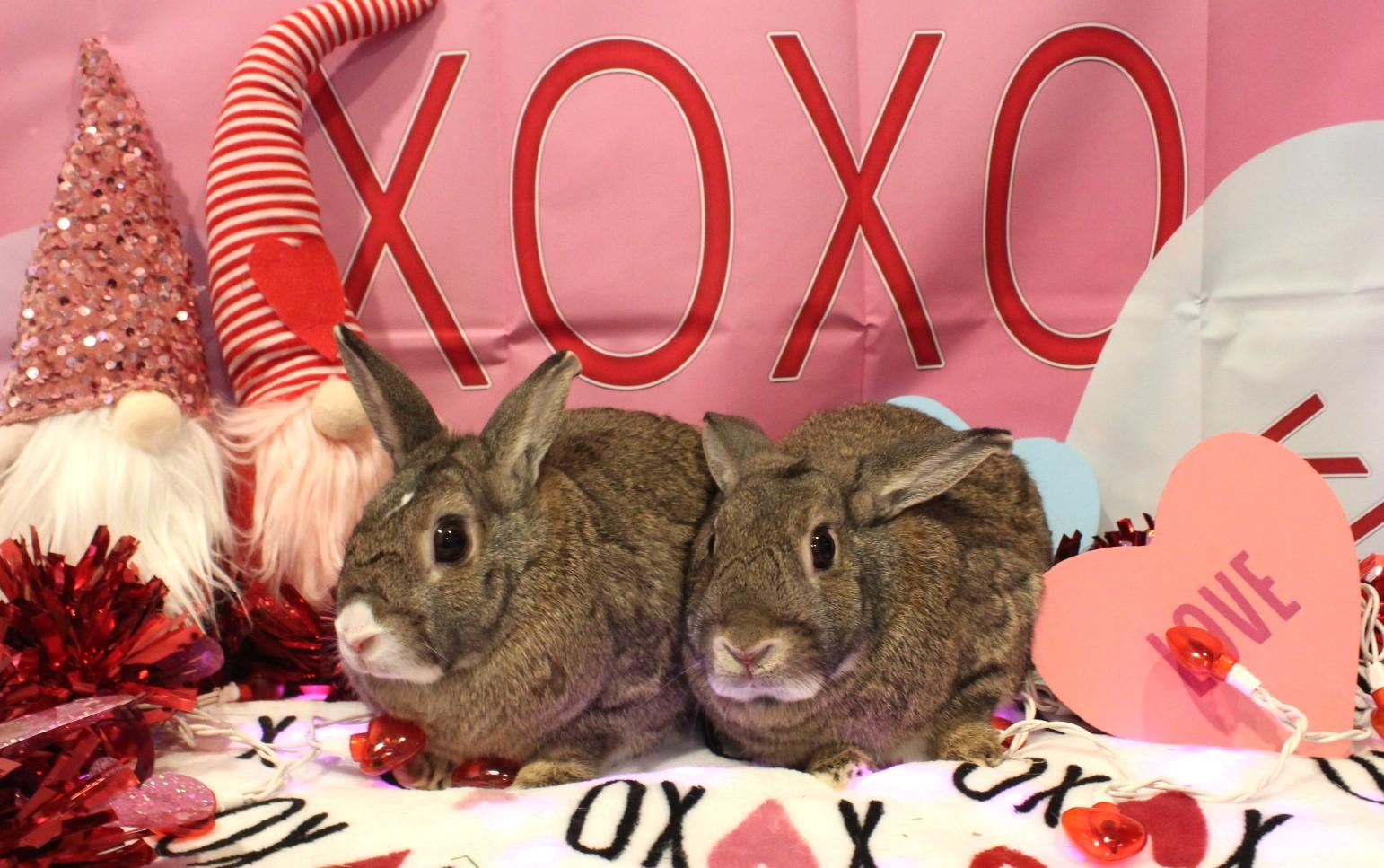Blaze & Birdie photo 3