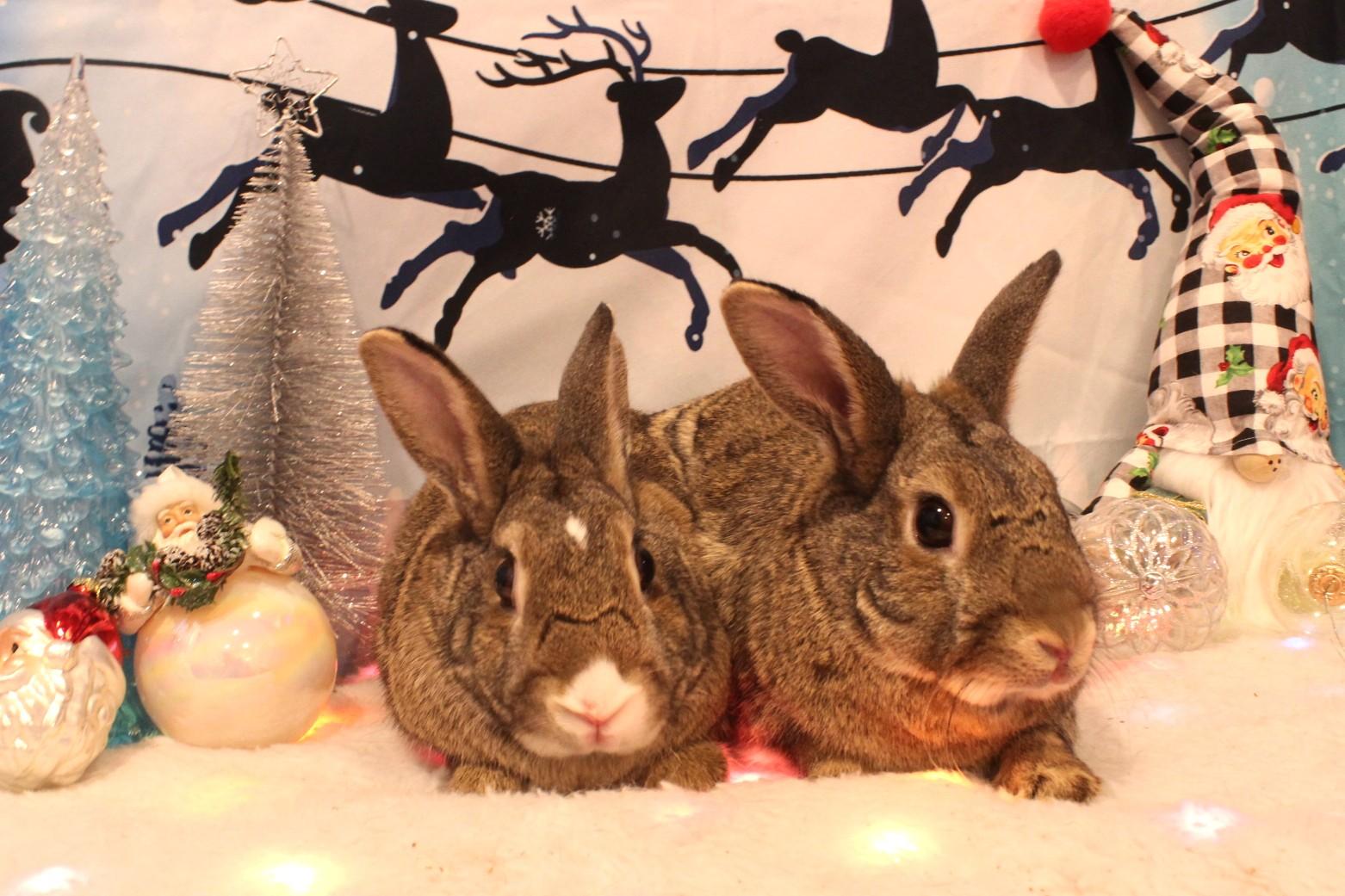 Blaze & Birdie photo 4