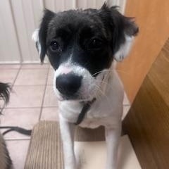 Ginger, adoptable, Adult Female Mountain Cur & Shepherd.