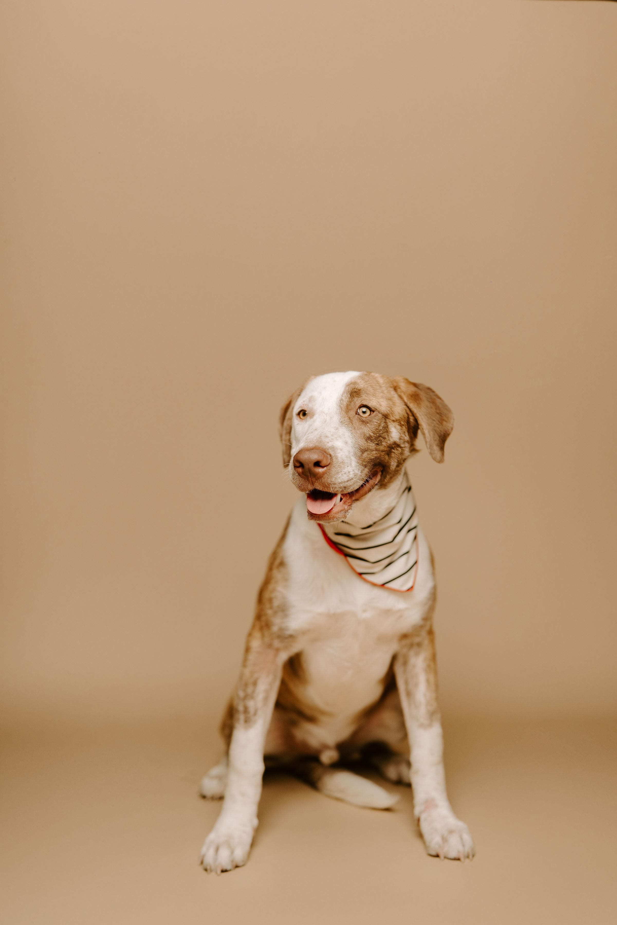 Enlarge Atlas, a ADOPTABLE mixed breed in Bellevue, WA image 3/6