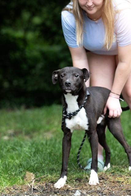 JERKY, Adoptable, Young Male Border Collie & Mixed Breed.