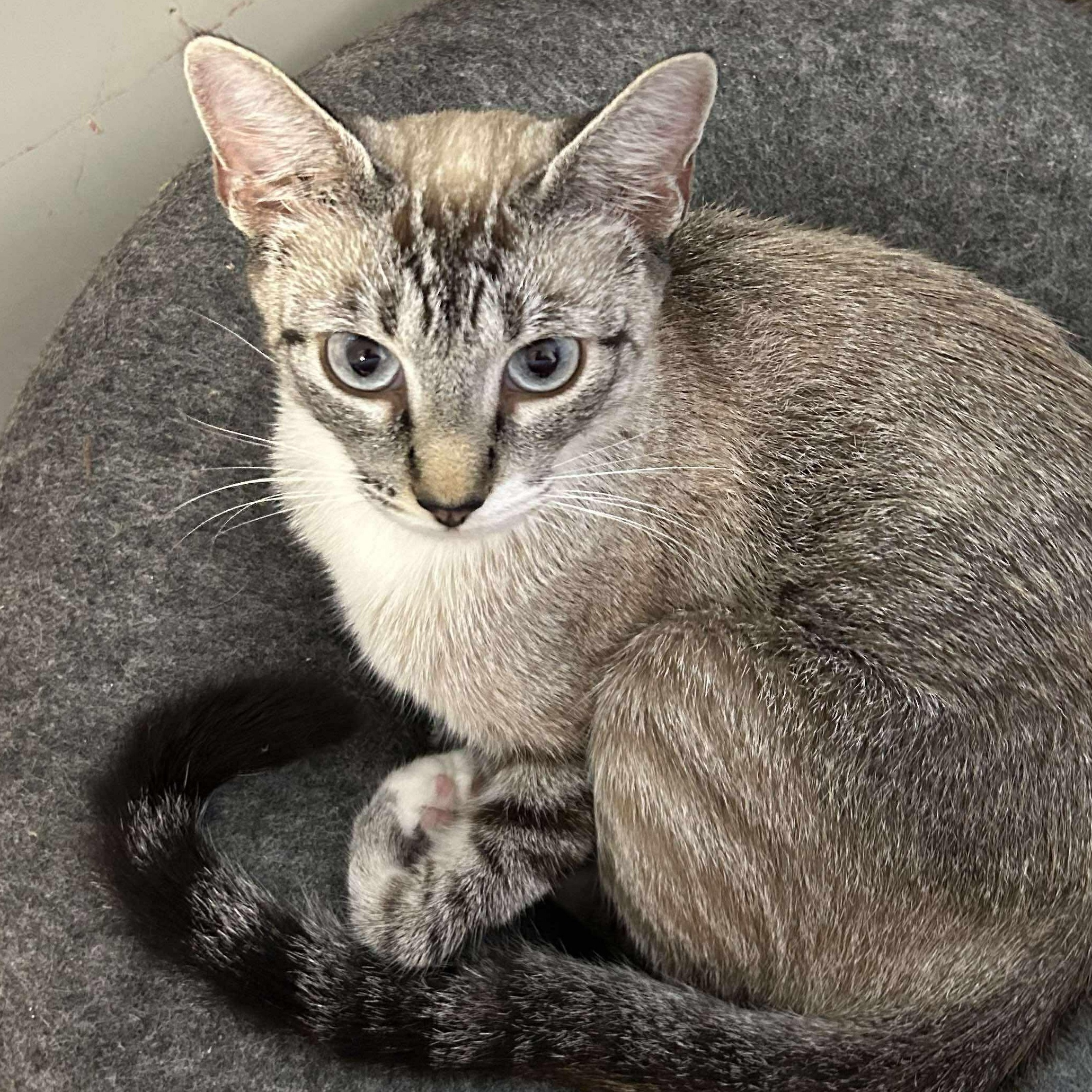 Tulip, Adopted, Young Female Domestic Short Hair.