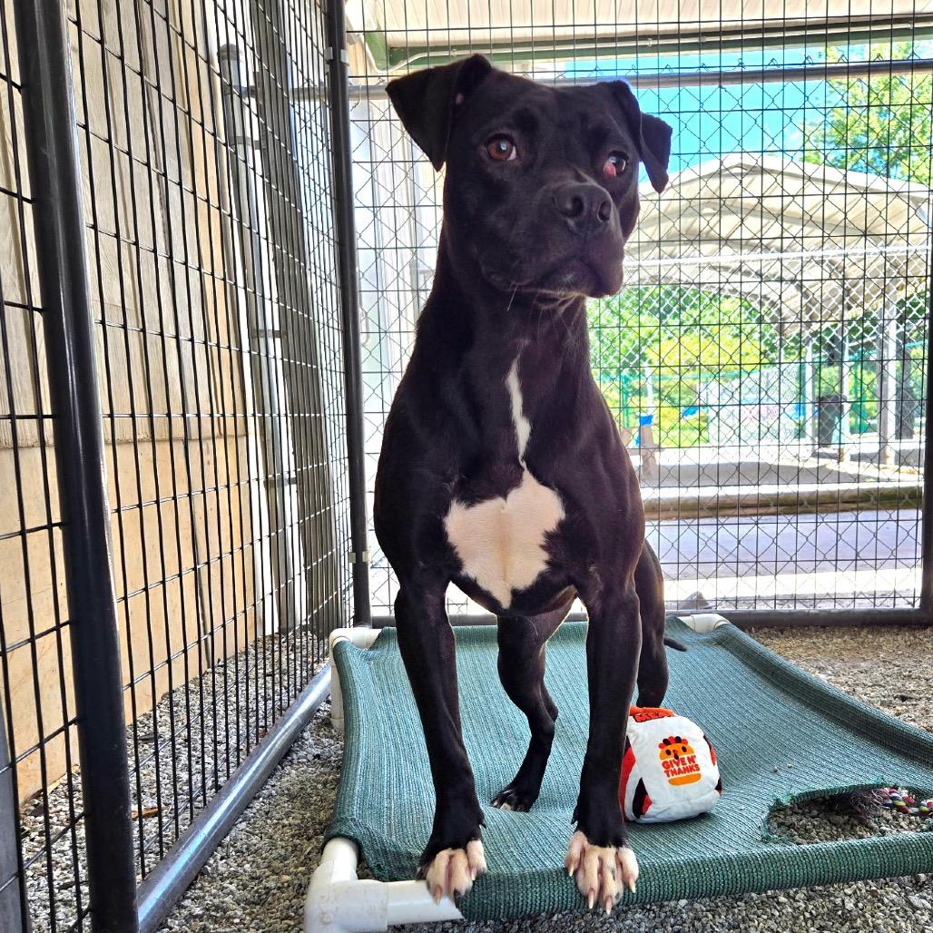 Enlarge Nutella, a Adoptable Mixed Breed in Greenville, SC image 1/6