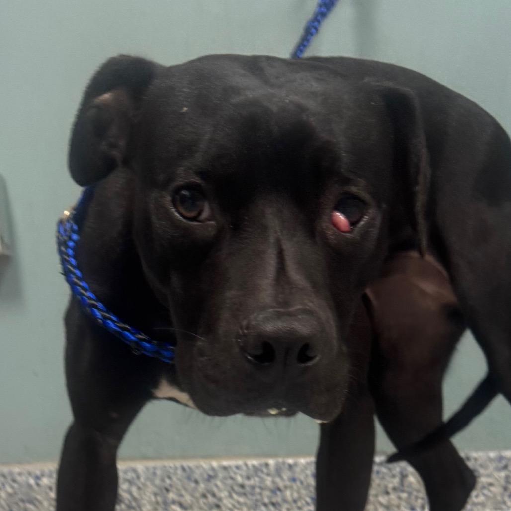 Enlarge Nutella, a Adoptable Mixed Breed in Greenville, SC image 2/6