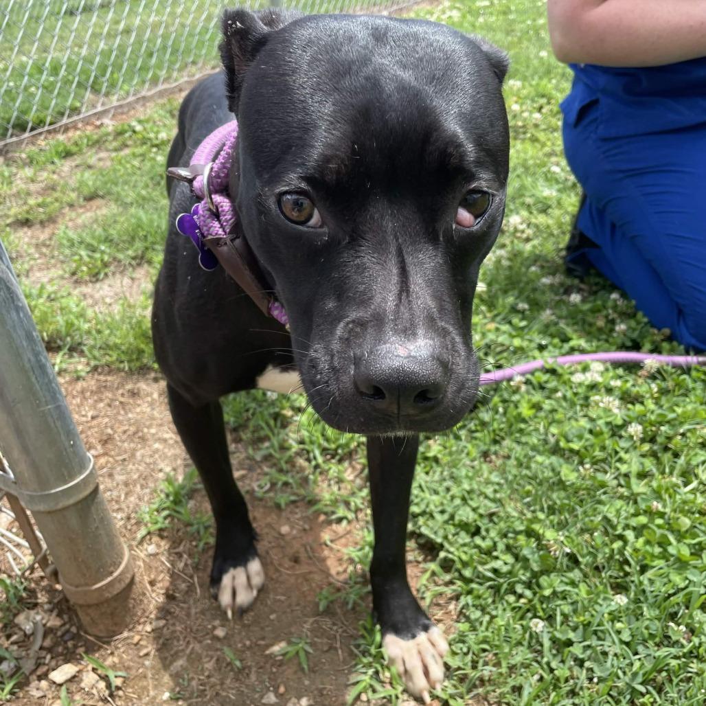 Enlarge Nutella, a Adoptable Mixed Breed in Greenville, SC image 3/6
