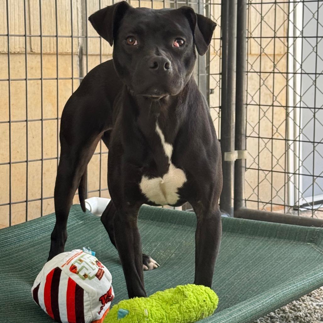 Enlarge Nutella, a Adoptable Mixed Breed in Greenville, SC image 4/6