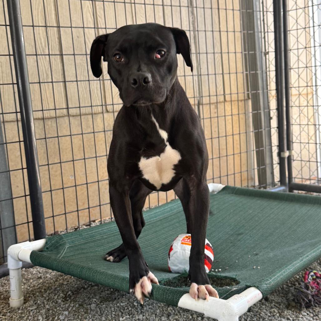 Enlarge Nutella, a Adoptable Mixed Breed in Greenville, SC image 5/6