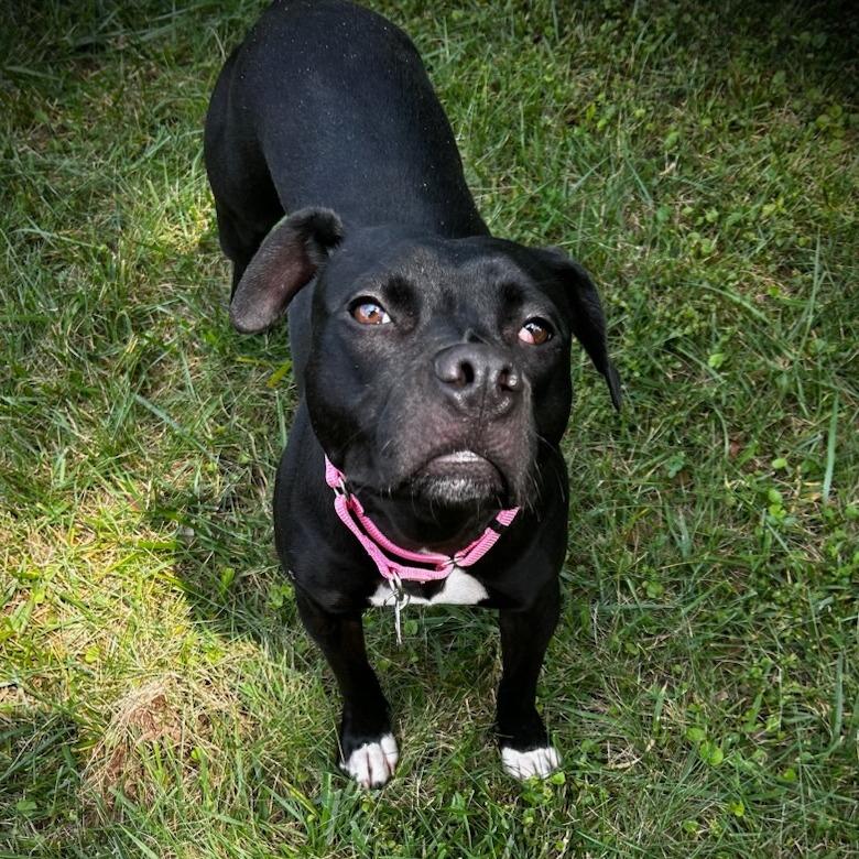 Nutella, a Adoptable Mixed Breed in Greenville, SC image 5/6