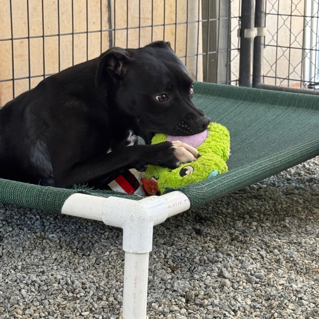 Enlarge Nutella, a Adoptable Mixed Breed in Greenville, SC image 6/6