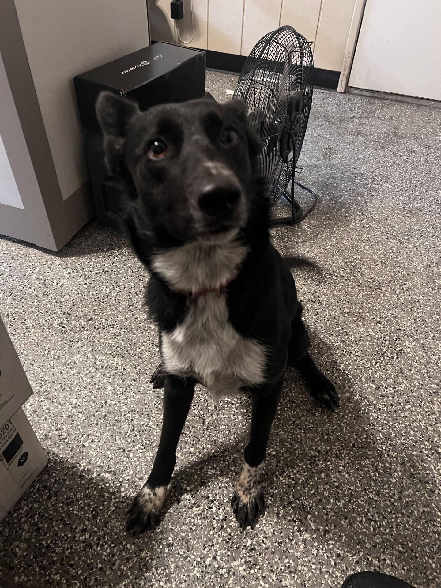 LUCY (AVAILABLE NOVEMBER 14,2025), Adoptable, Adult Female Border Collie.
