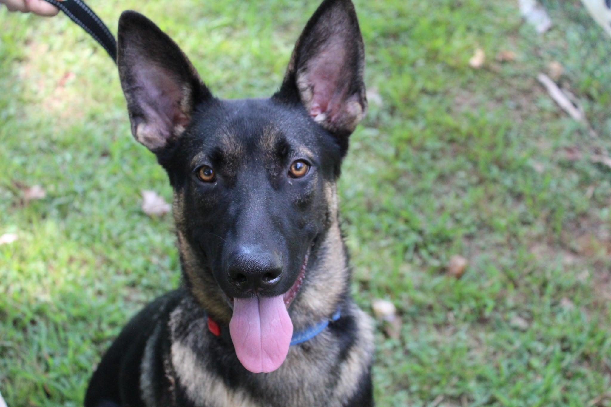 Jacob, Adoptable, Young Male German Shepherd Dog.