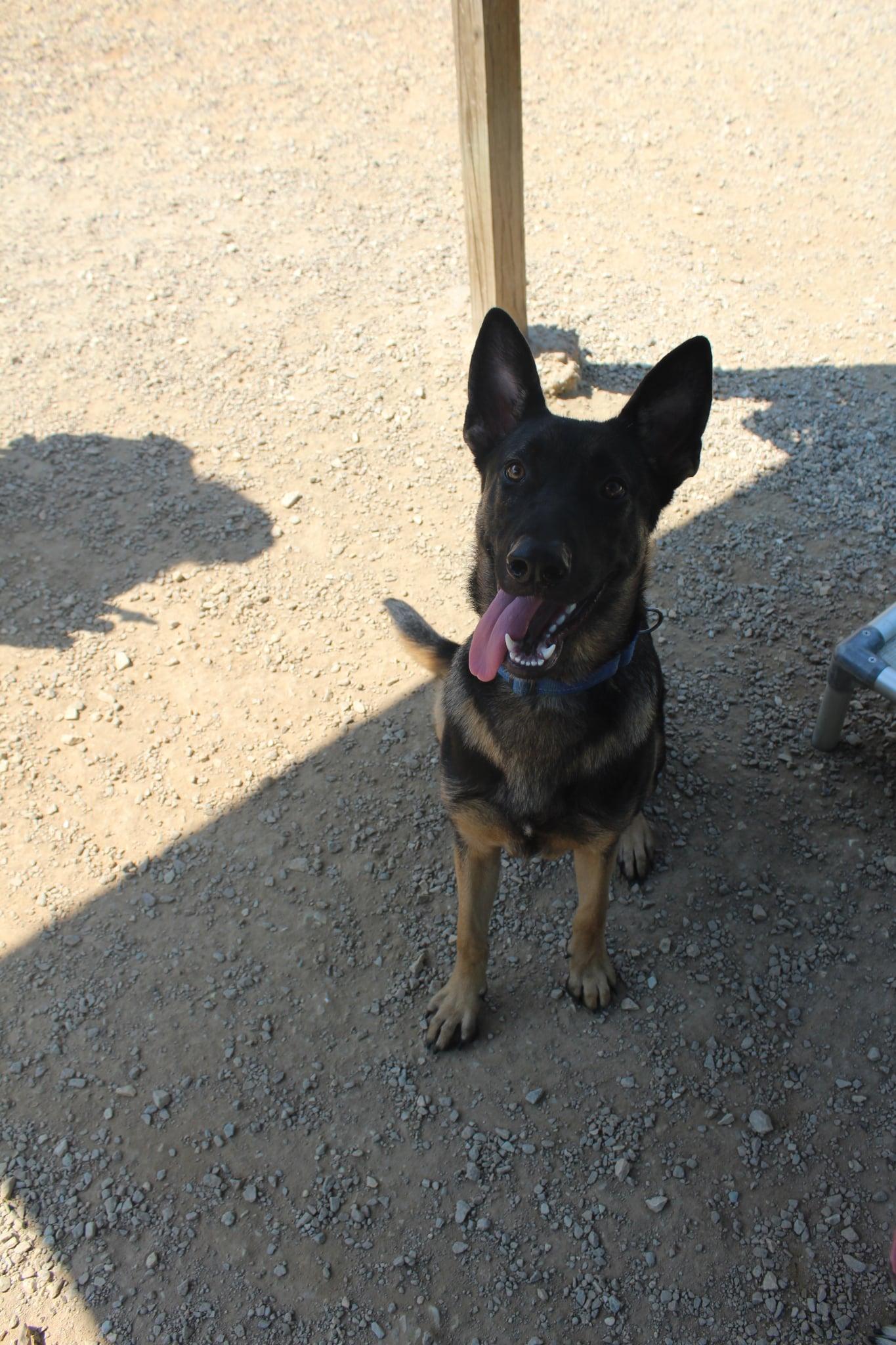 Enlarge Jacob, a Adoptable German Shepherd Dog in Bradenton, FL image 2/6