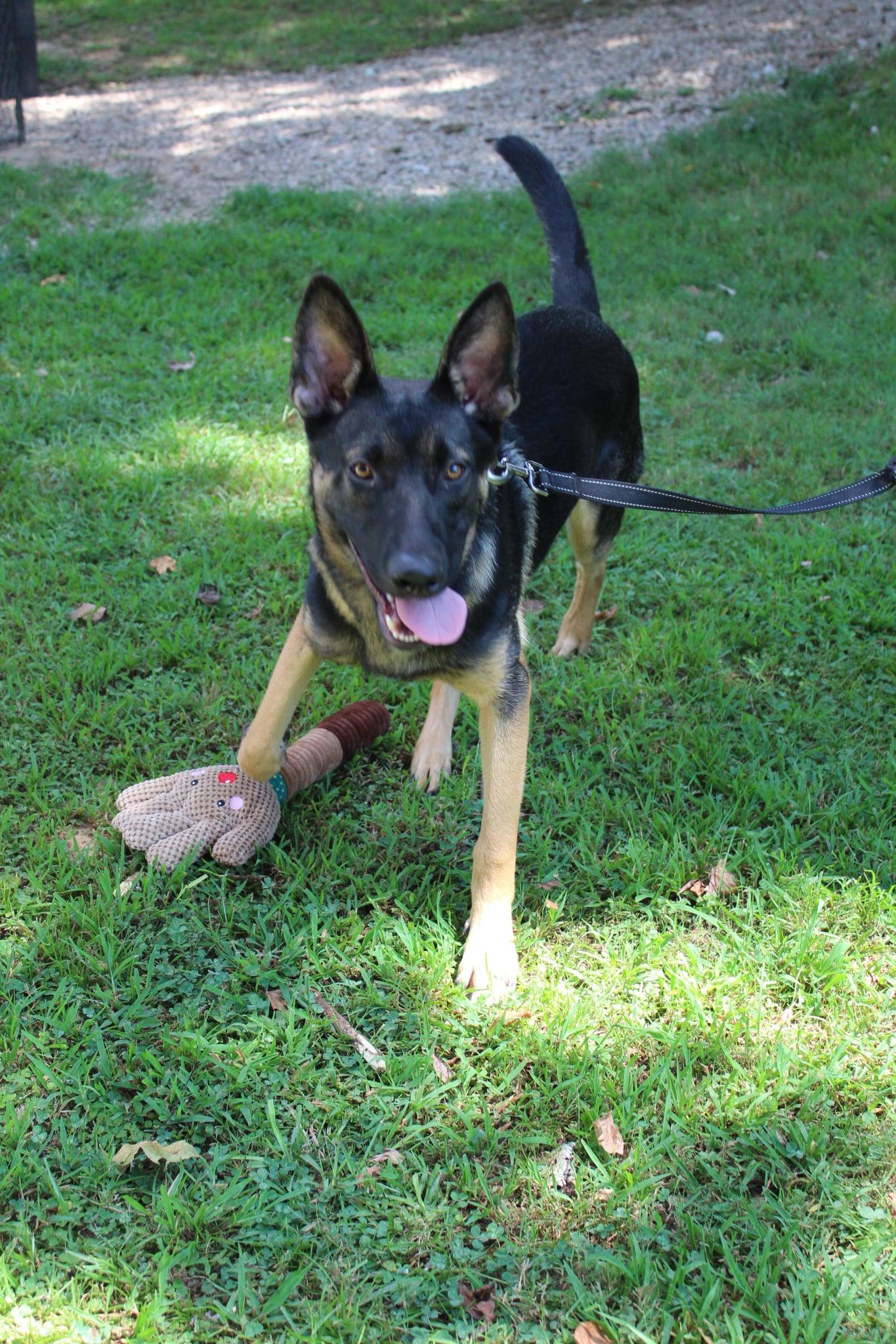 Enlarge Jacob, a Adoptable German Shepherd Dog in Bradenton, FL image 3/6