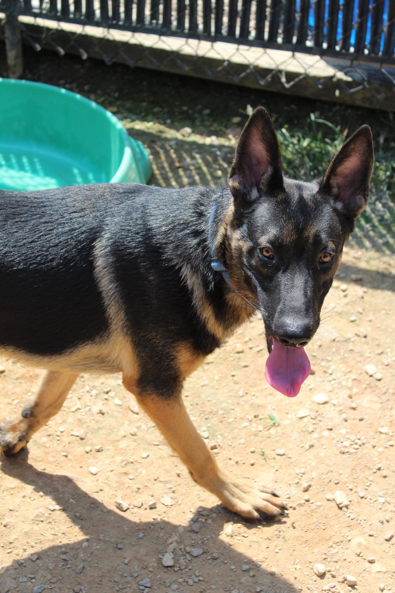 Enlarge Jacob, a Adoptable German Shepherd Dog in Bradenton, FL image 4/6