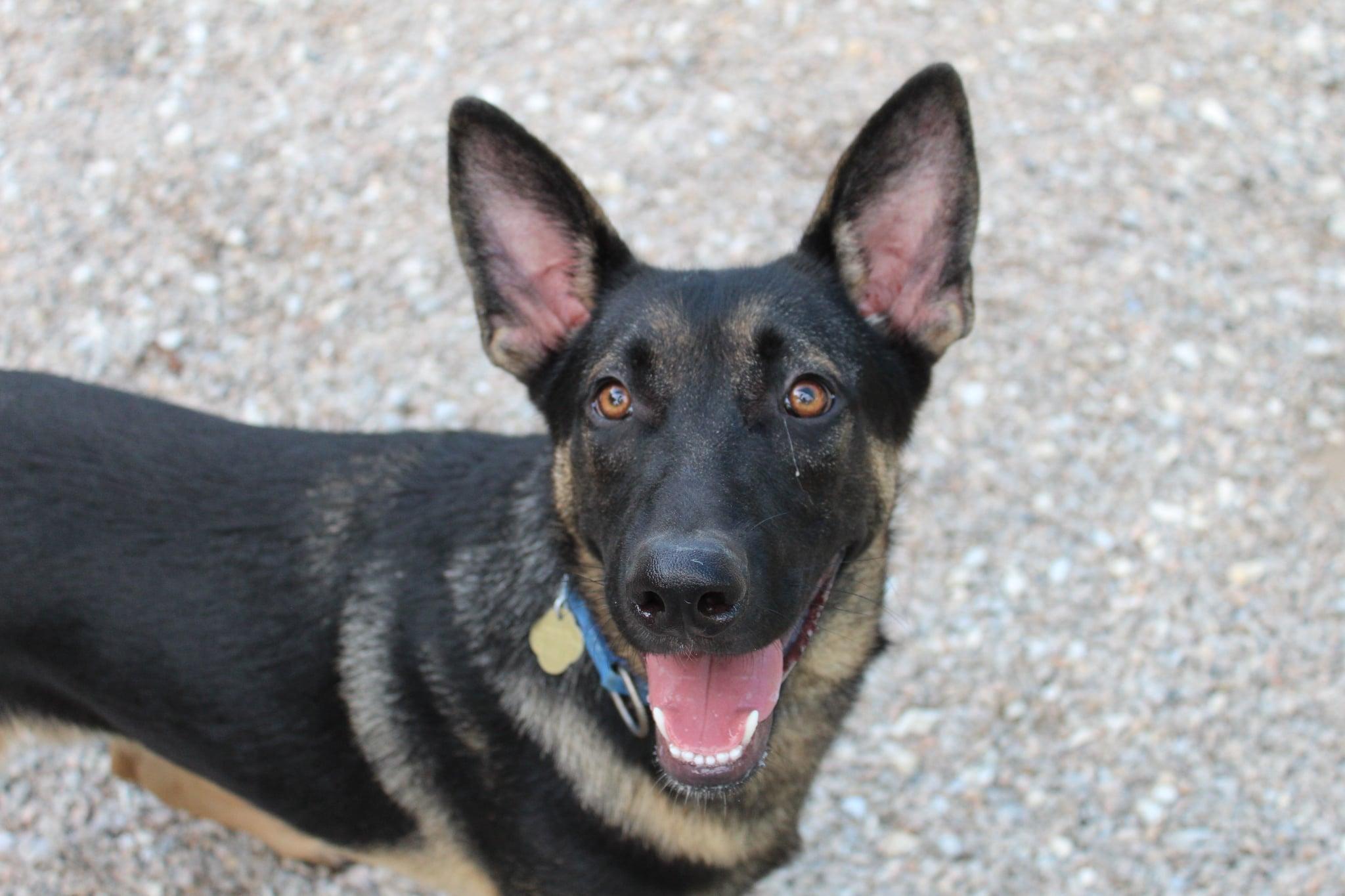 Enlarge Jacob, a Adoptable German Shepherd Dog in Bradenton, FL image 5/6