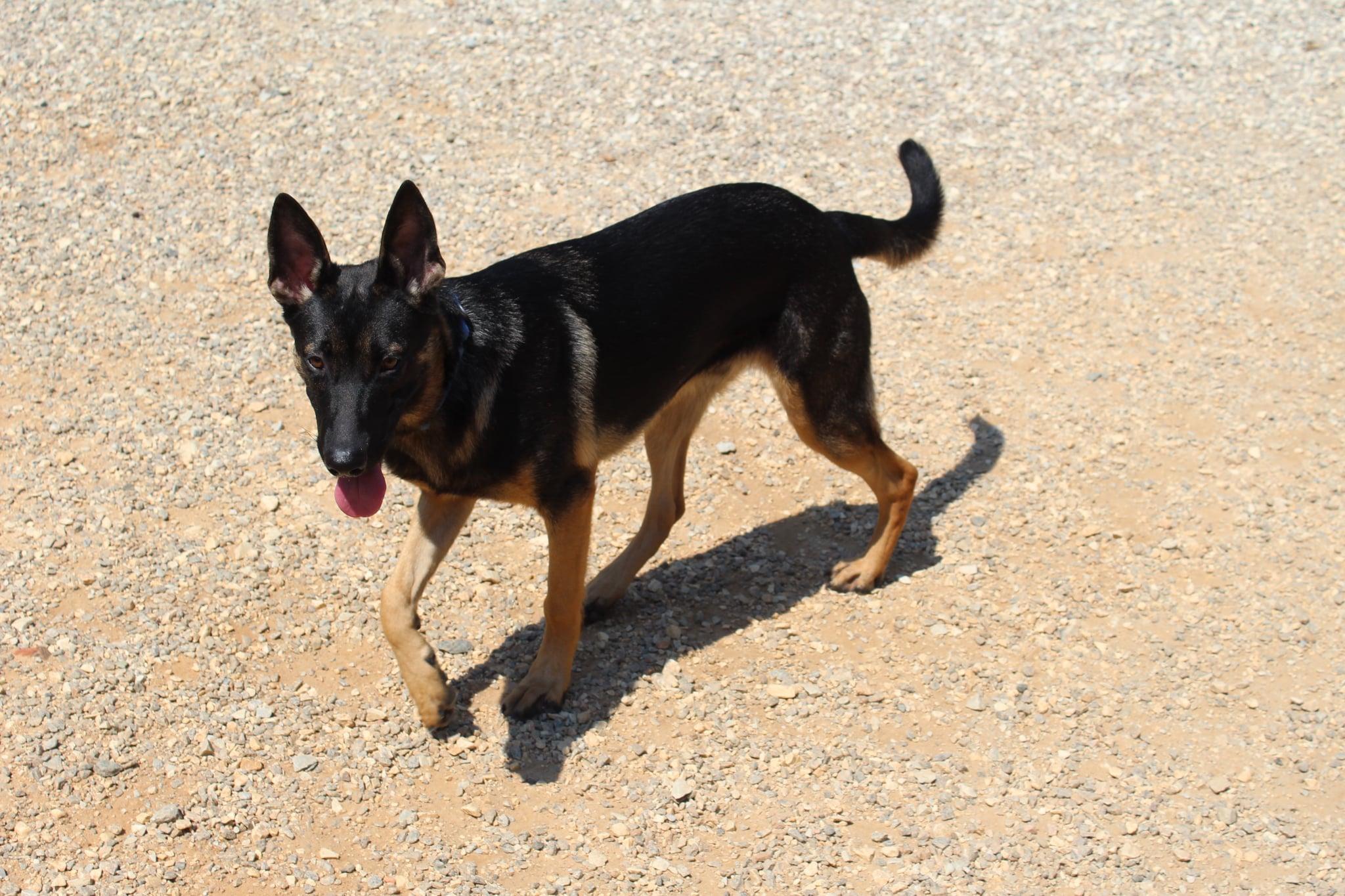Enlarge Jacob, a Adoptable German Shepherd Dog in Bradenton, FL image 6/6