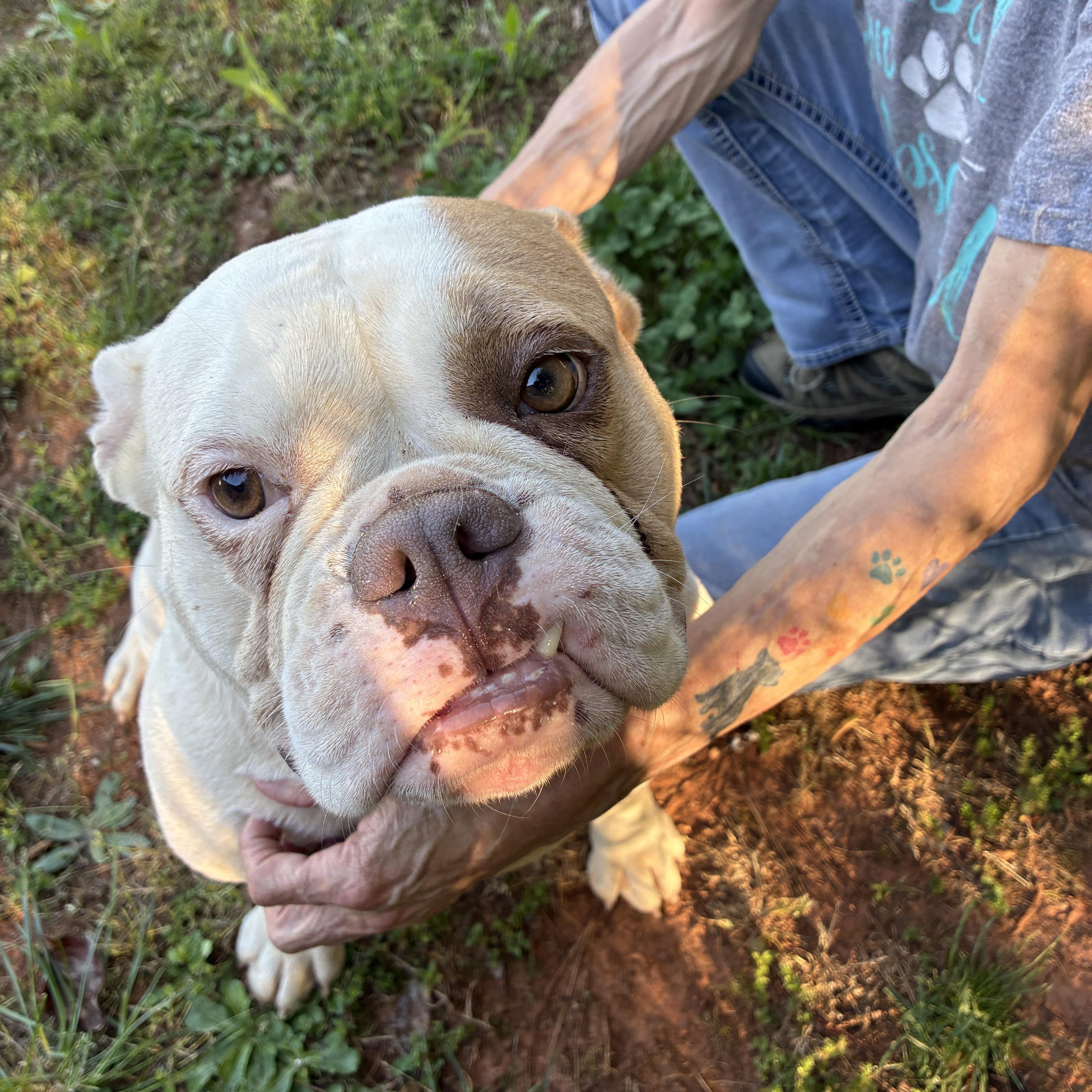 Enlarge Zylah, a ADOPTABLE English Bulldog in Woodruff, SC image 4/6