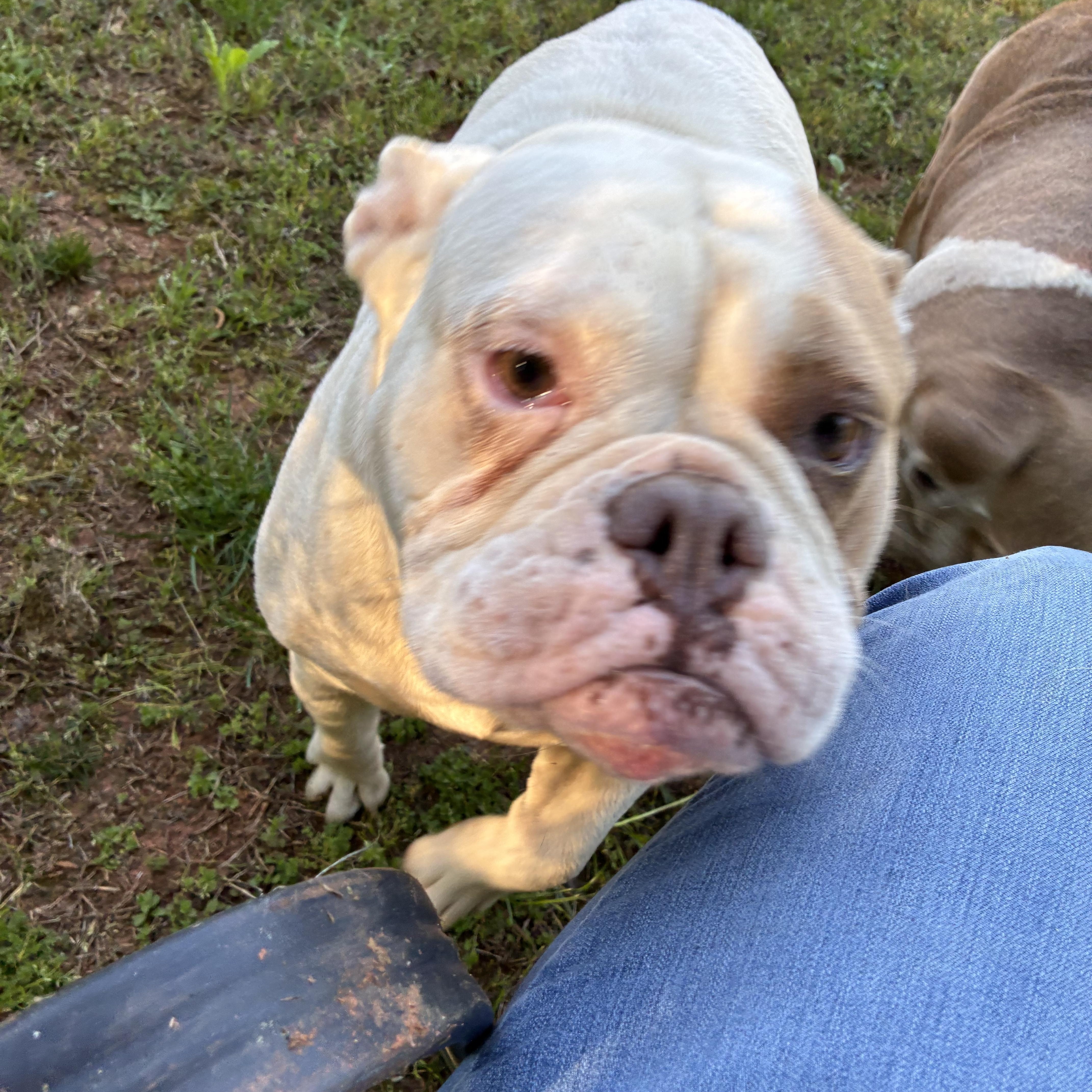 Enlarge Zylah, a ADOPTABLE English Bulldog in Woodruff, SC image 6/6