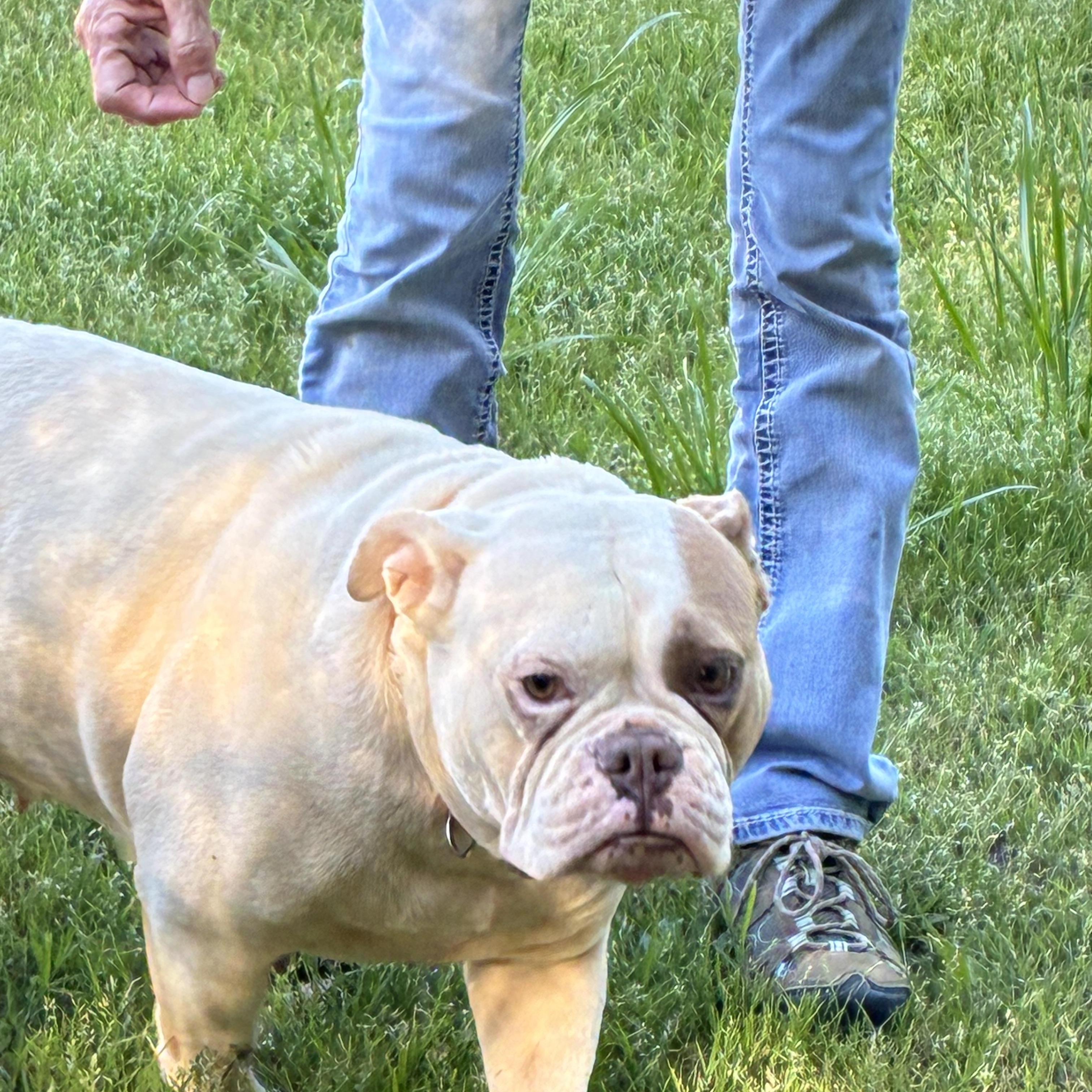 Enlarge Zylah, a ADOPTABLE English Bulldog in Woodruff, SC image 3/6