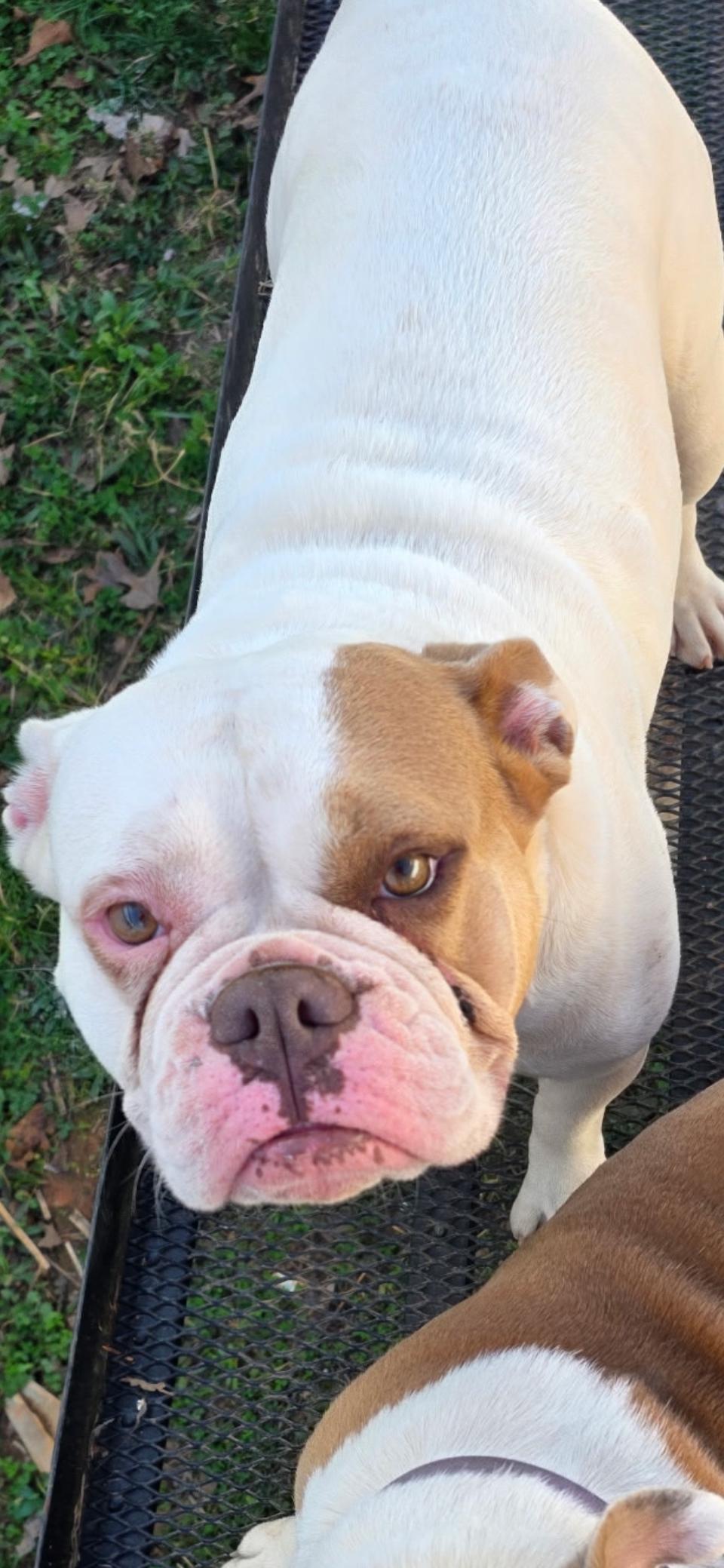 Enlarge Zylah, a ADOPTABLE English Bulldog in Woodruff, SC image 1/6