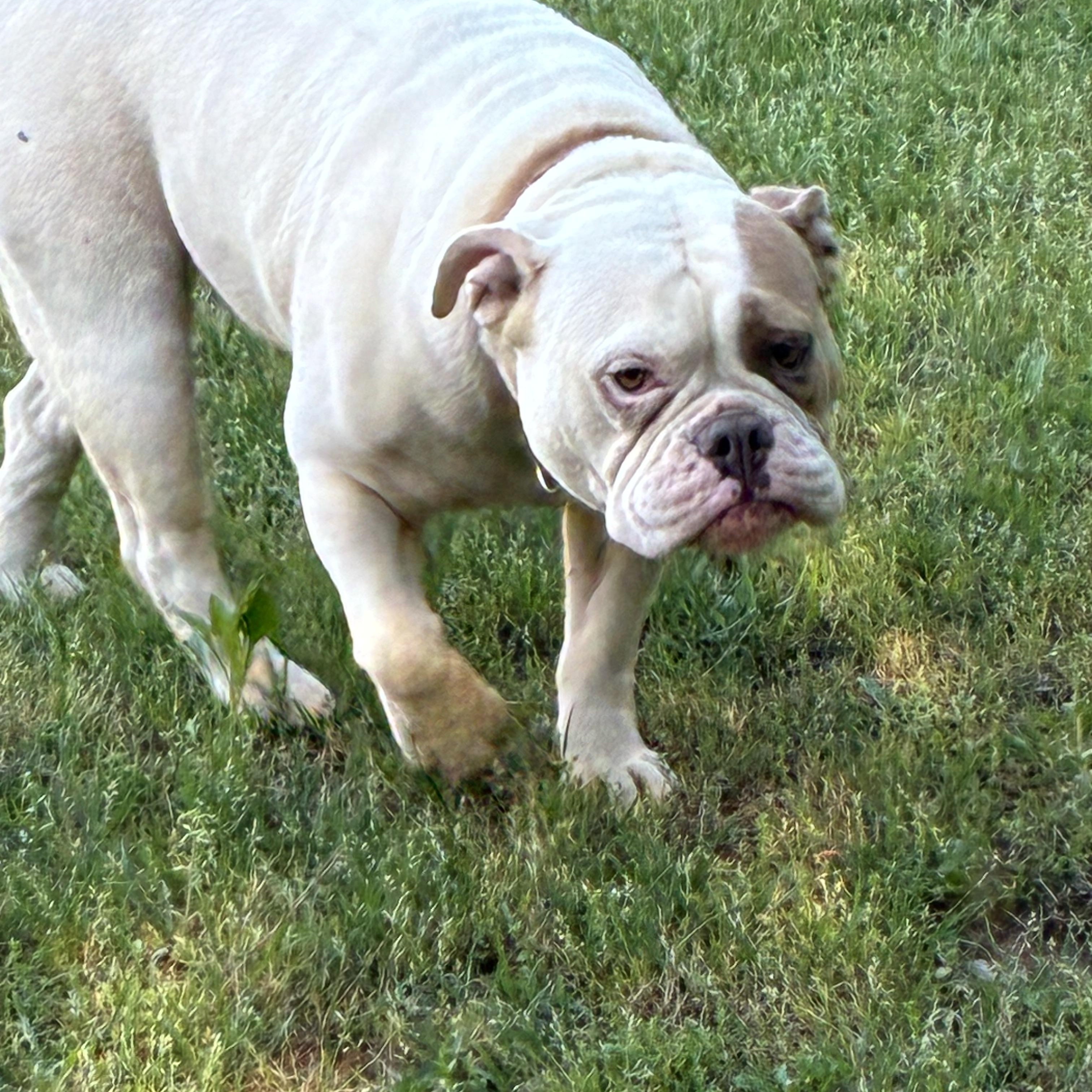 Enlarge Zylah, a ADOPTABLE English Bulldog in Woodruff, SC image 2/6