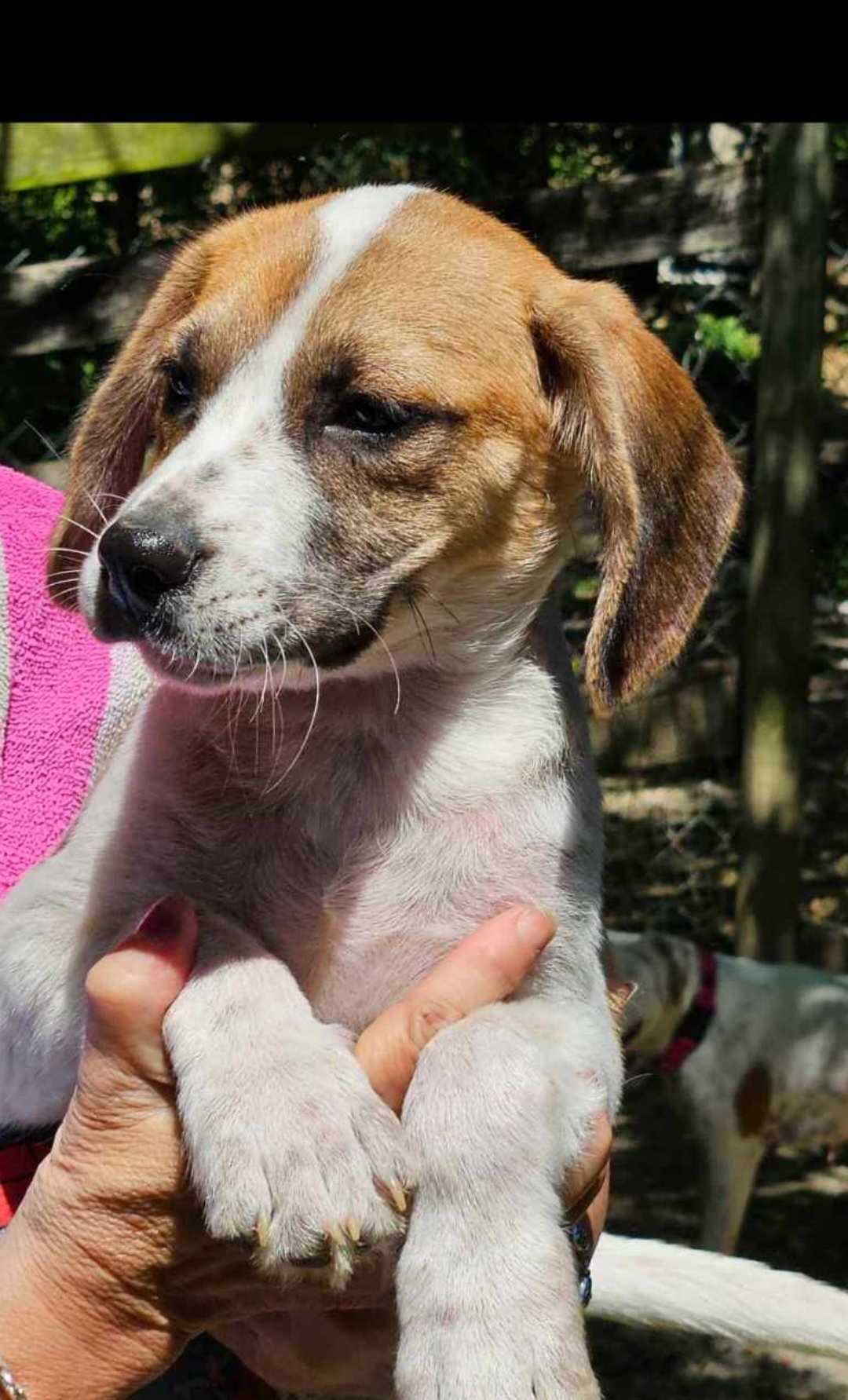 Enlarge Princess Elizabeth, a Adopted mixed breed in Oldtown, MD image 1/1