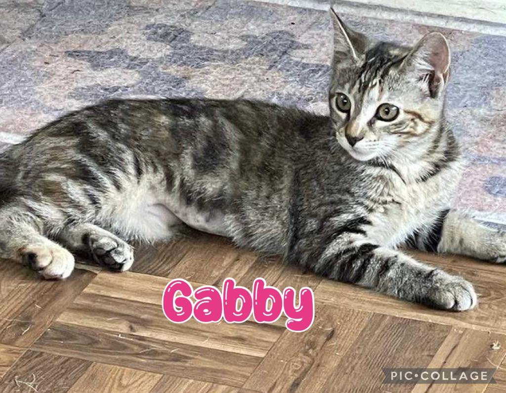 Gabby, Adoptable, Young Female Domestic Short Hair.
