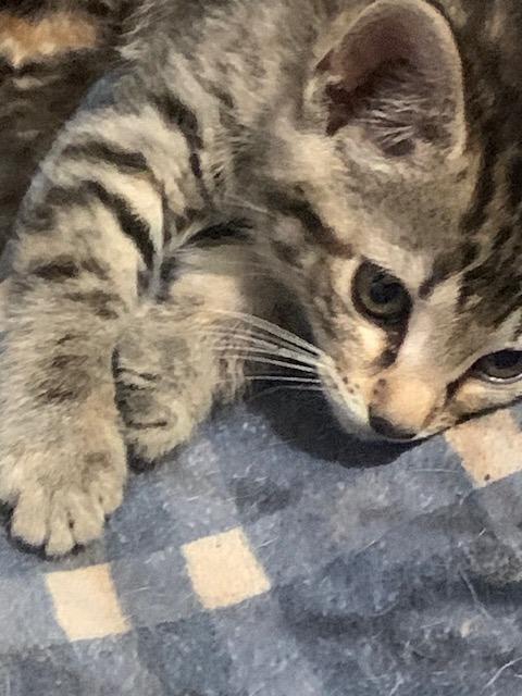 Gabby, a Adoptable mixed breed in Fort Oglethorpe, GA image 2/2