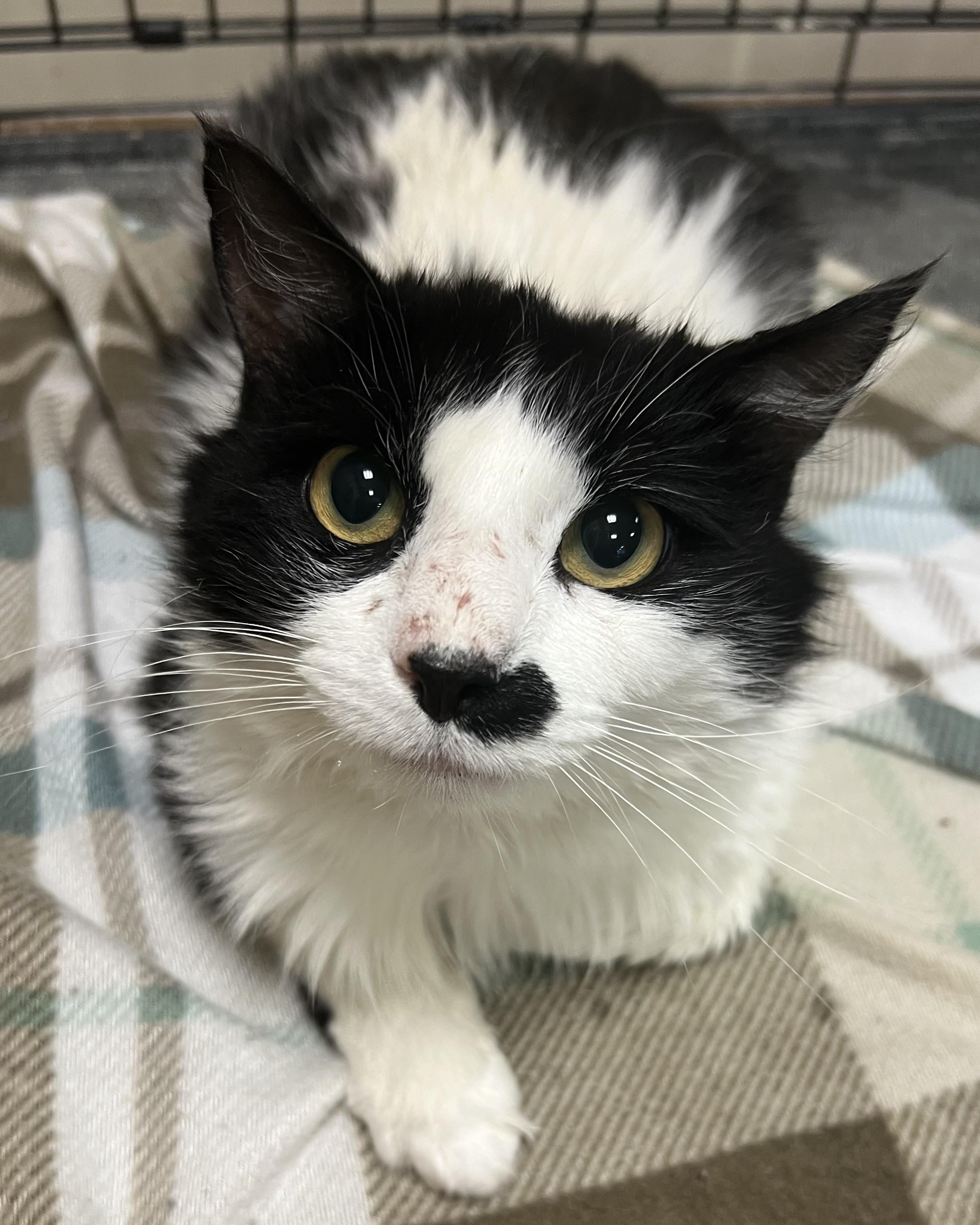 Albert, ADOPTABLE, Adult Male Domestic Long Hair.