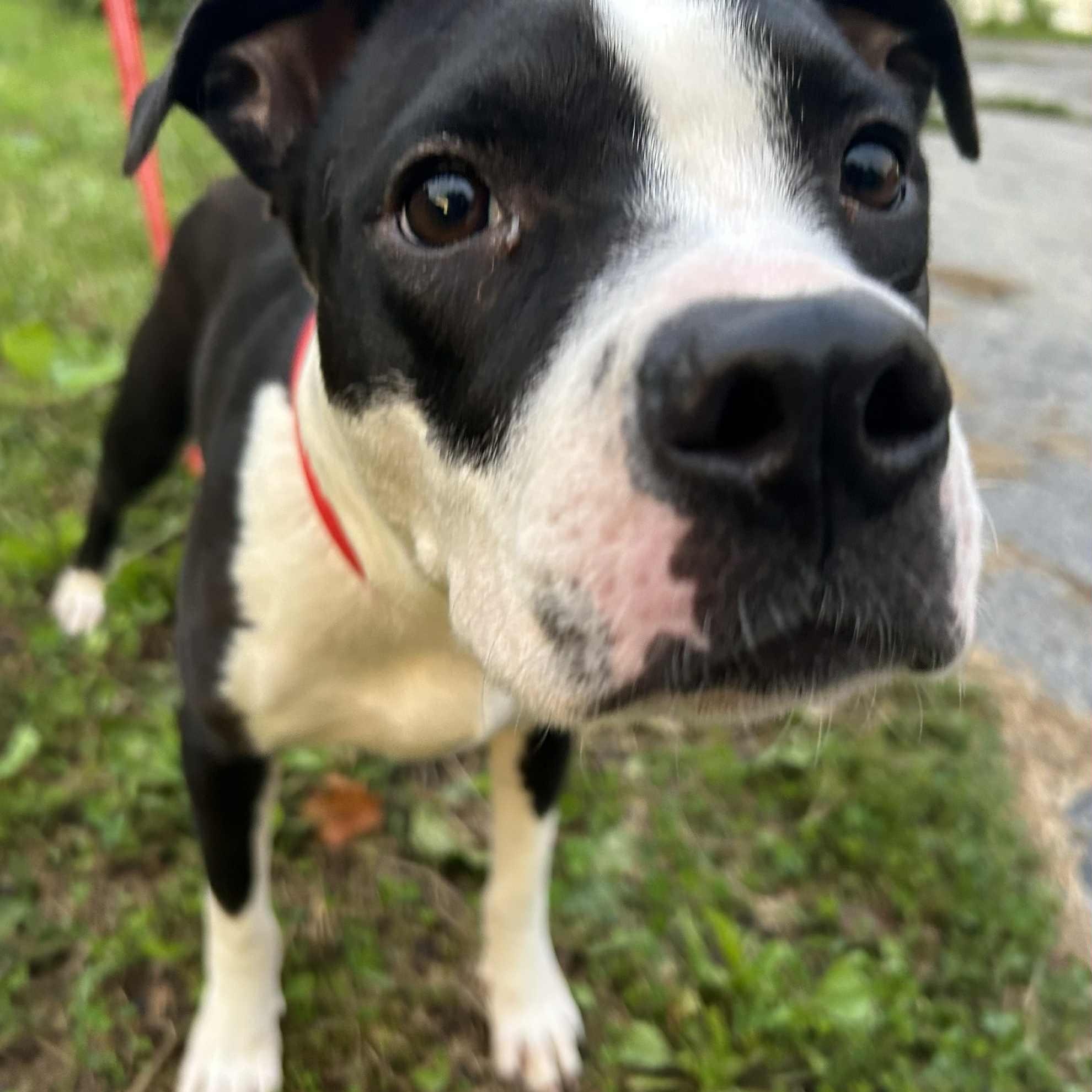 Jinx, ADOPTABLE, Adult Female Black Labrador Retriever & American Staffordshire Terrier.