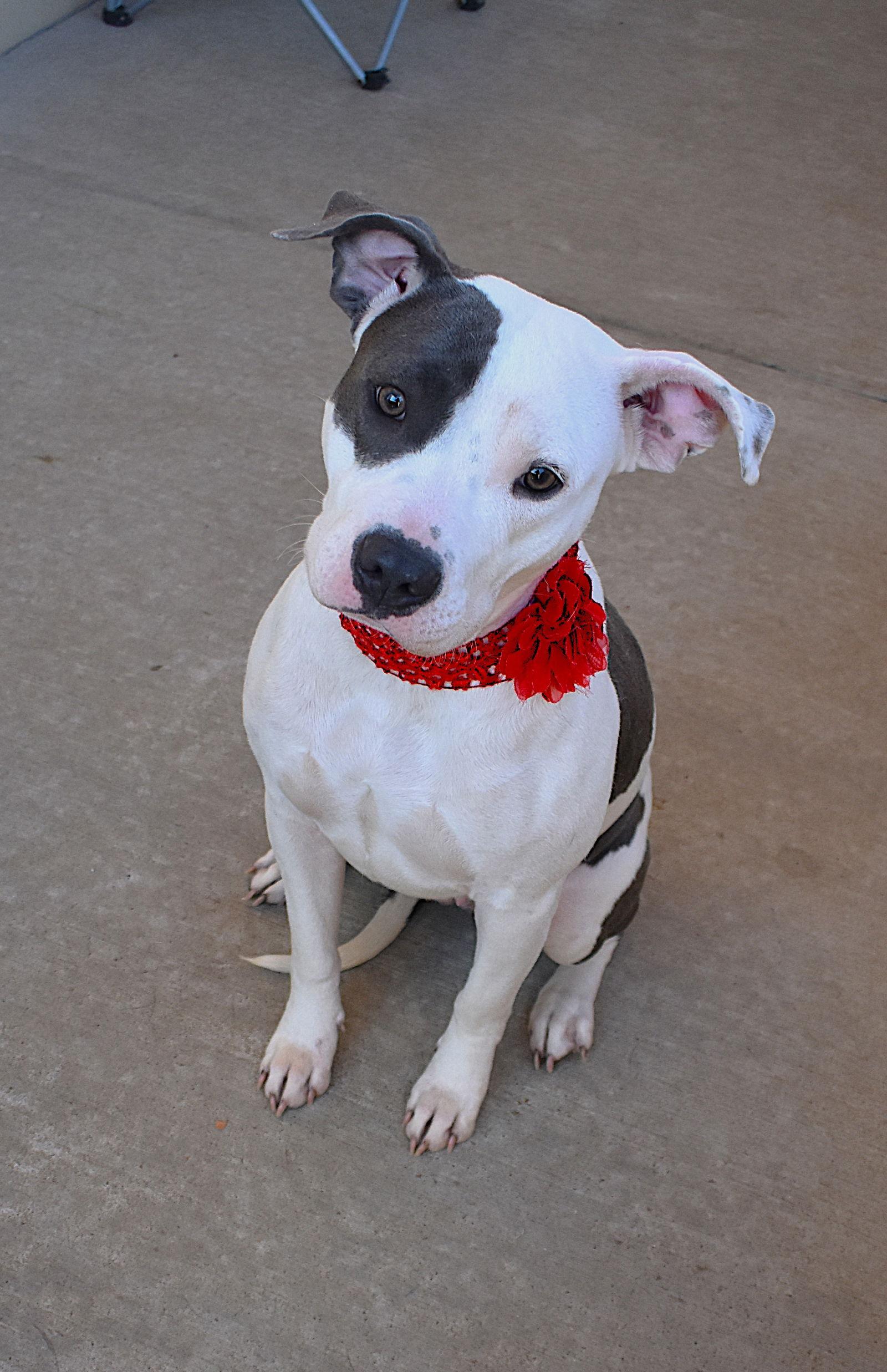 Baby Girl, a Adopted Staffordshire Bull Terrier in McKinney, TX image 1/3