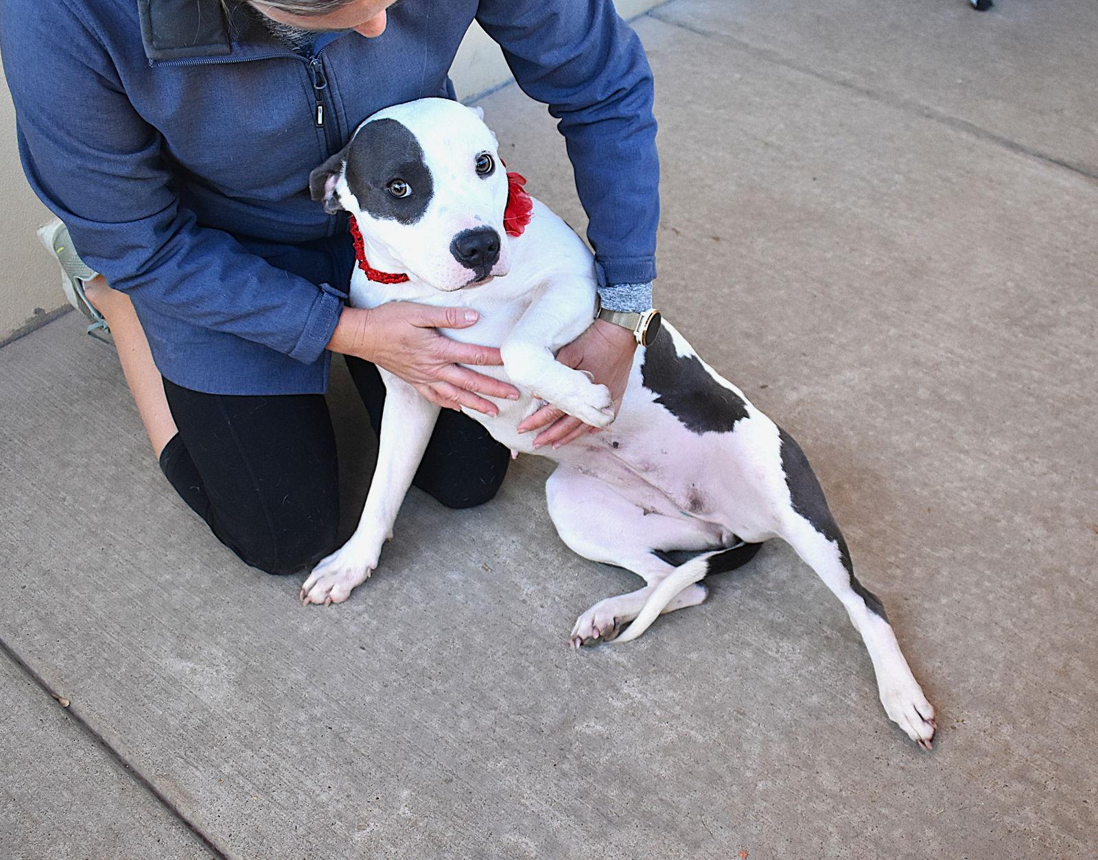 Baby Girl, a Adopted Staffordshire Bull Terrier in McKinney, TX image 2/3