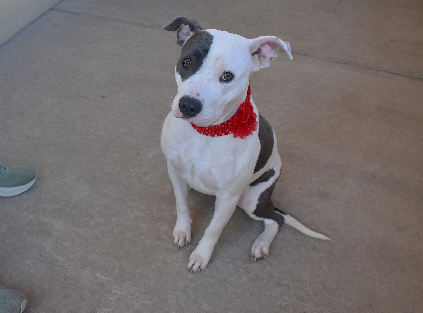 Baby Girl, a Adopted Staffordshire Bull Terrier in McKinney, TX image 3/3