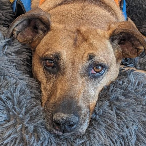 Grace (ID 48861/815), Adoptable, Adult Female Hound.