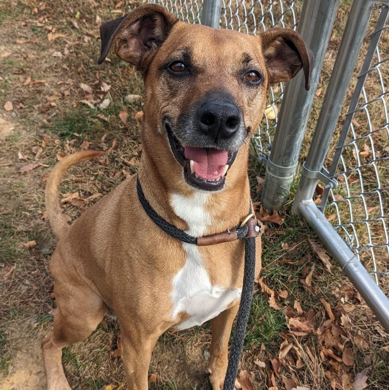 Enlarge Grace (ID 48861/815), a Adoptable Hound in Manassas, VA image 2/4