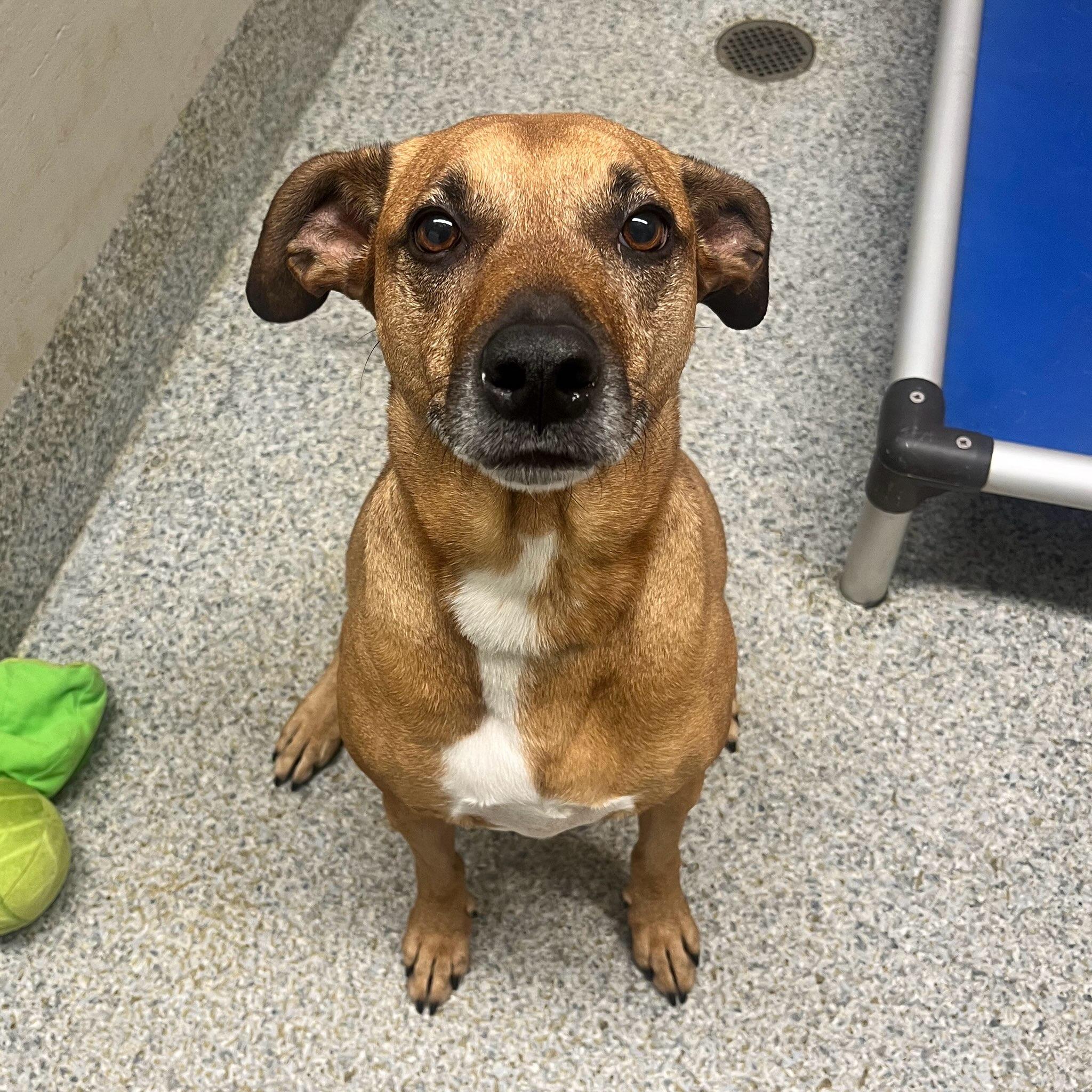 Enlarge Grace (ID 48861/815), a Adoptable Hound in Manassas, VA image 4/4